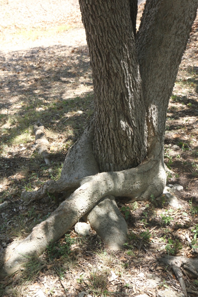 Tree hugger by ldedear
