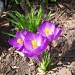 spring flower by bruni