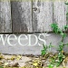 Weeds by aikiuser