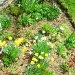 my garden by bruni