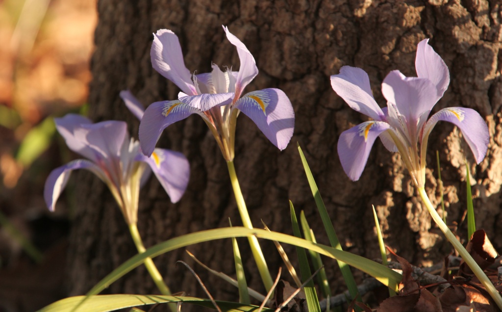 These Japanese Iris are always the first flowers in my garden arriving in late Winter by lbmcshutter