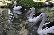 6th Aug 2011 - pelicans...recovered