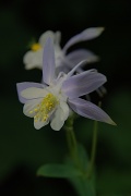 31st Jul 2011 - Columbine Flowers