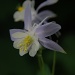 Columbine Flowers by graceratliff