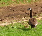 28th Apr 2011 - Day 96 Goose and Gosling