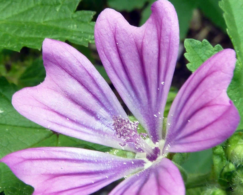 Purple wildflower by karendalling