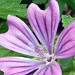 Purple wildflower by karendalling