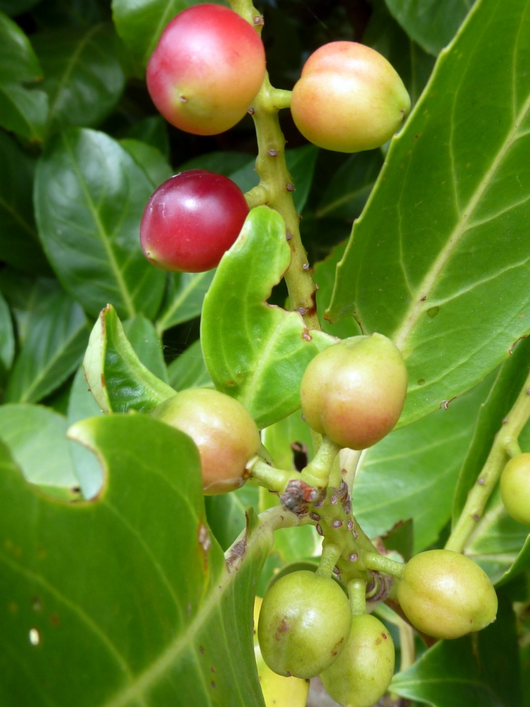 Berries by karendalling