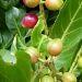Berries by karendalling