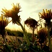 Dandelion Sun by andycoleborn