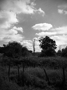 7th Aug 2011 - Tree against the sky