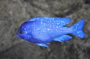 7th Aug 2011 - Blue fish