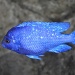 Blue fish by philbacon
