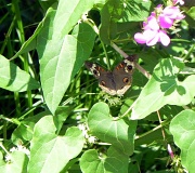 7th Aug 2011 - My Second Butterfly Shot! YAY!!!!