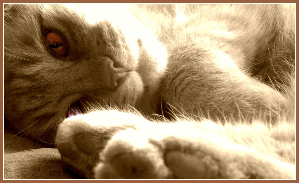Tom cat - HappyAugust #5 by sarahhorsfall