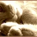 Tom cat - HappyAugust #5 by sarahhorsfall