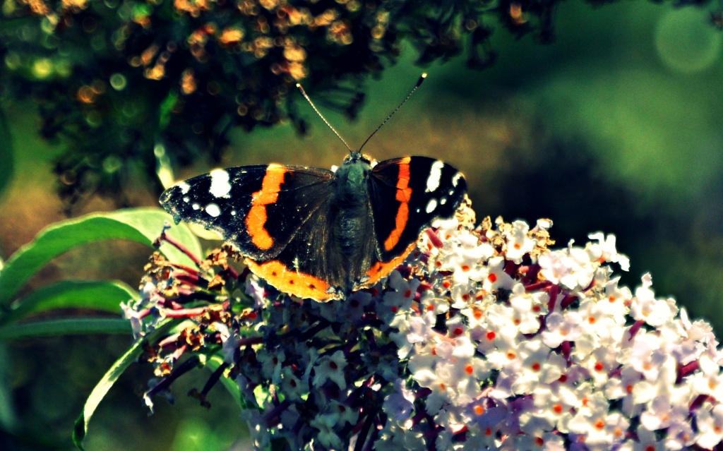 Red Admiral by andycoleborn