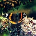 Red Admiral by andycoleborn