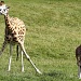 These Here Giraffes by rich57