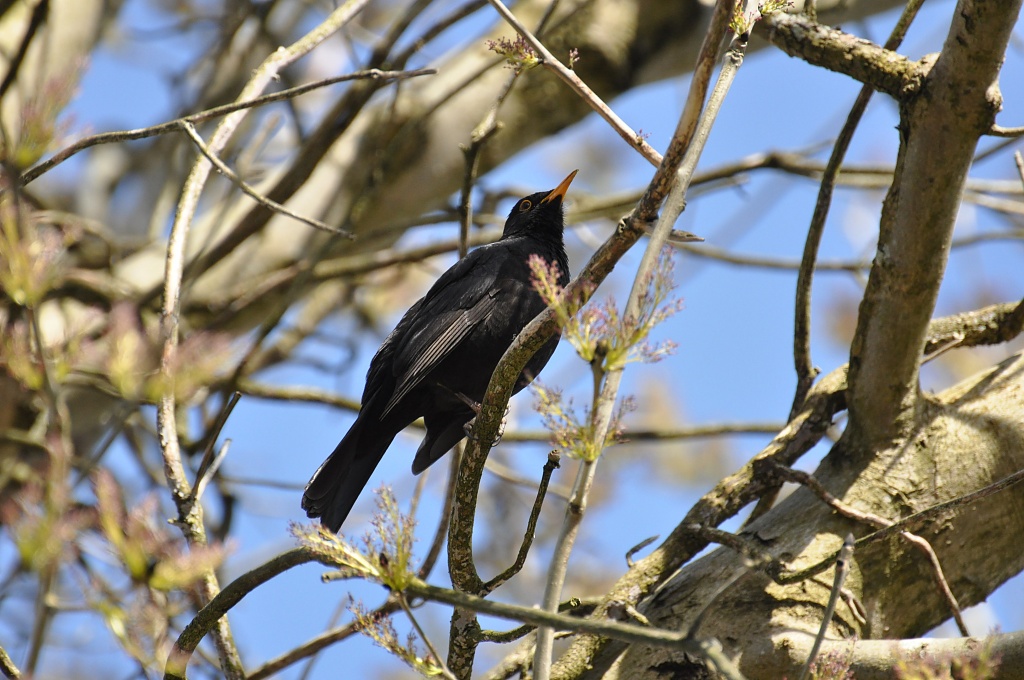 Blackbird by overalvandaan
