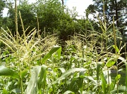 4th Aug 2011 - My Garden