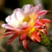 Pretty Pink Cactus Flower by kerristephens