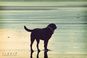 6th Aug 2011 - Sun, sea, and a dog