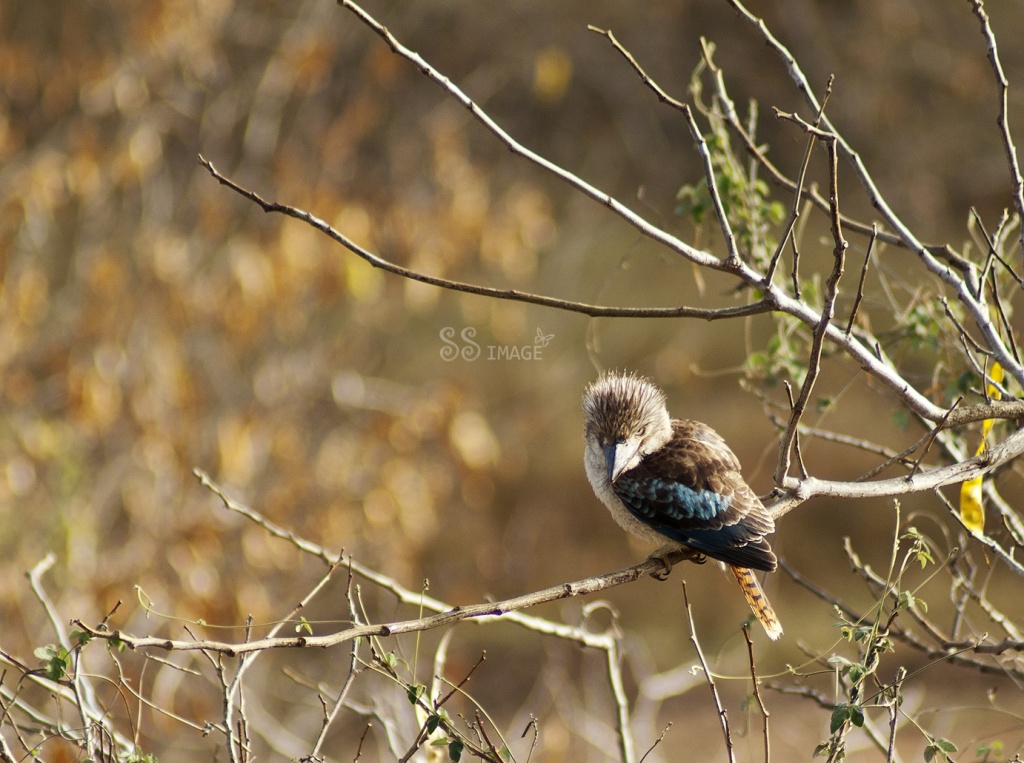 Blue winged Kookaburra by bella_ss
