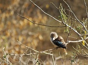 8th Aug 2011 - Blue winged Kookaburra