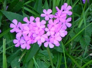 8th Aug 2011 - Purple Flowers