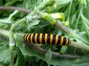 8th Aug 2011 - Cinnabar moth caterpillar