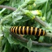 Cinnabar moth caterpillar by busylady