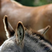 7th Aug 2011 - The donkeys & the Palomino
