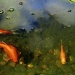The Goldfish by laurentye