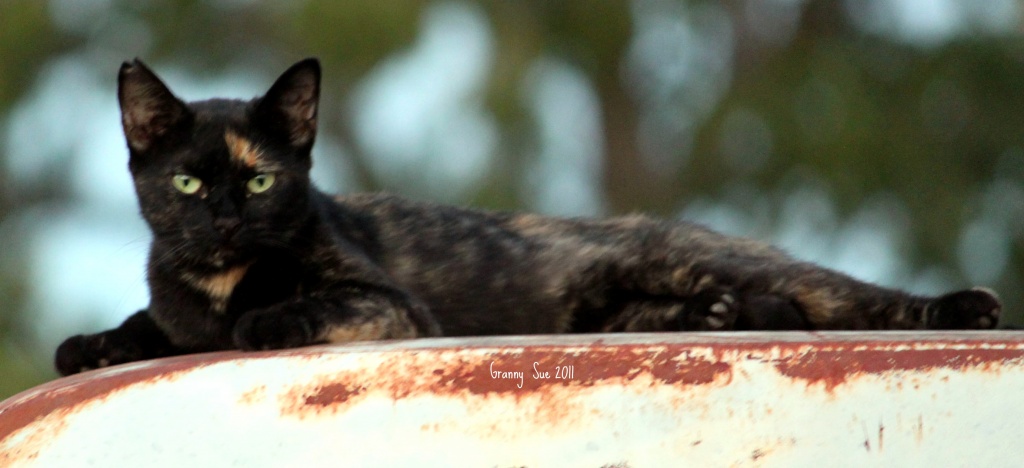 Cat on a Hot Tin Roof by grannysue