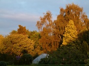 4th Aug 2011 - Evening Trees