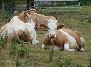 5th Aug 2011 - Beef cattle