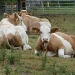 Beef cattle by shepherdman
