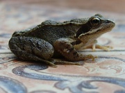 9th Aug 2011 - Frog