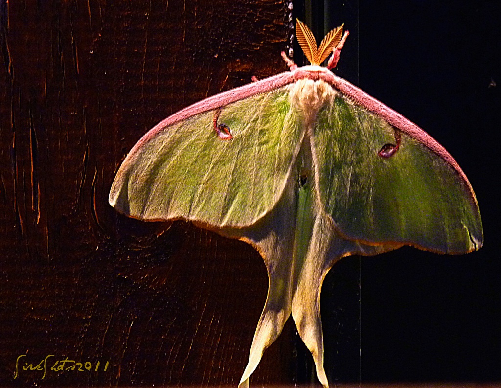 Luna Moth by peggysirk