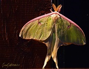 9th Aug 2011 - Luna Moth