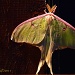 Luna Moth by peggysirk