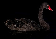 5th Jan 2010 - Black Swan