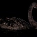 Black Swan by andycoleborn