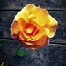 A rose is a rose is a rose by halkia