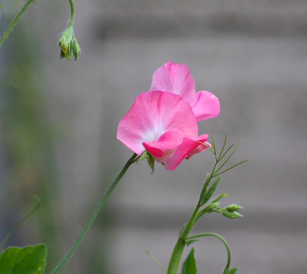 sweet pea by phil_howcroft