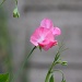 sweet pea by phil_howcroft