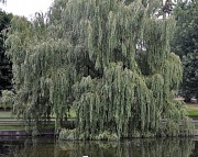 9th Aug 2011 - Weeping