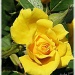 yellow rose by mjmaven