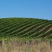 Vineyard by eudora